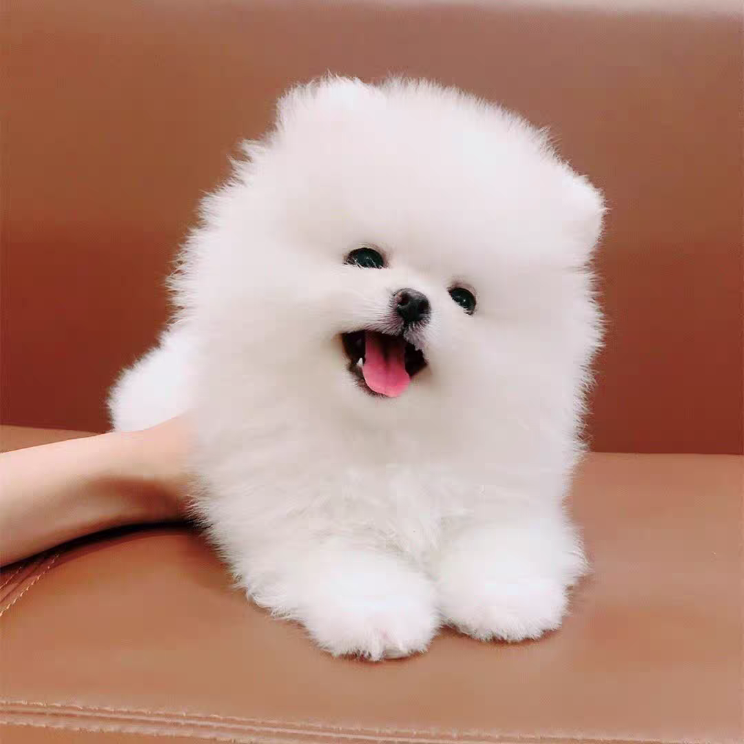 犬舍直销批发价格出售哈多利博美